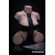 En stock - Torso Erovenus - 34.5cm - Hannah